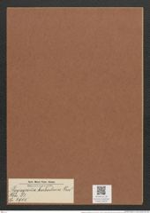 Plagiogramma barbadense Grev. (de-Toni-Nr.: Genus 83, Species 2905) Zeichnungen Sammlung Grunow Mappe 03079 (Herbarium_W_Grunow_drawings_Folder_03079)